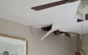 leak in the ceiling drywall due to roofing problem