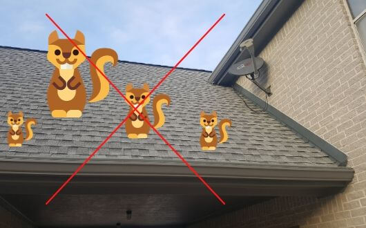 squirrels on roof